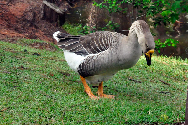 duck ducking its head